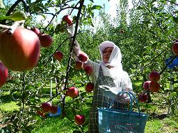 りんご農作業